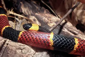 Fulvius: Eastern Coral Snake