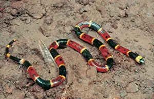 Floridian: Eastern Coral Snake
