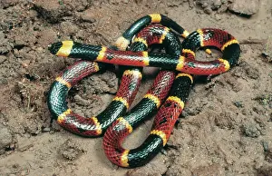 Floridian: Eastern Coral Snake