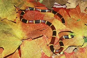 Elapidae: Eastern Coral Snake (Micrurus fulvius)