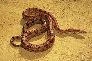 Pantherophis: Eastern Corn Snake