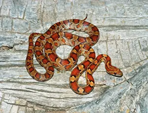 Pantherophis: Eastern Corn Snake