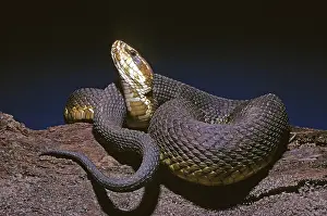 Moccasin: Eastern Cottonmouth