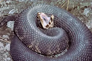 Coil: Eastern Cottonmouth