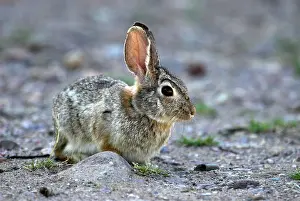 Sylvilagus: Eastern Cottontail