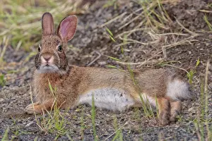 Sylvilagus: Eastern Cottontail - laying down in a saltmarsh path