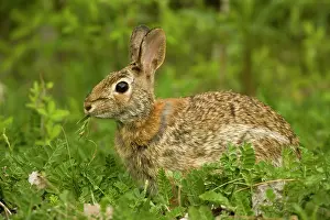 Sylvilagus: Eastern Cottontail Rabbit