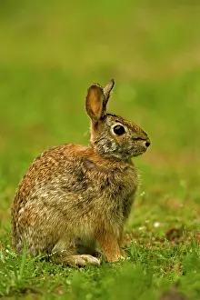 Sylvilagus: Eastern Cottontail Rabbit