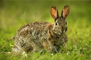 Sylvilagus: Eastern Cottontail Rabbit