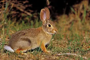 Sylvilagus: Eastern Cottontail Rabbit