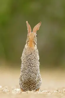 Sylvilagus: Eastern Cottontail Rabbit