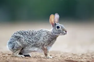 Sylvilagus: Eastern Cottontail Rabbit
