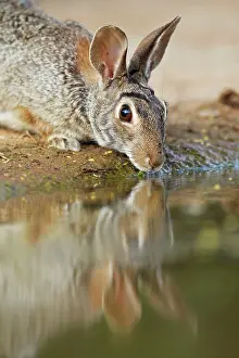 Sylvilagus: Eastern Cottontail Rabbit - drinking