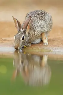 Sylvilagus: Eastern Cottontail Rabbit - drinking