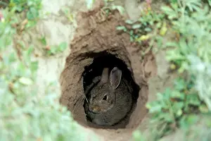 Sylvilagus: Eastern Cottontail RABBIT - hiding in Prairie dog hole