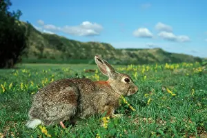 Sylvilagus: Eastern Cottontail RABBIT - side view, on grass