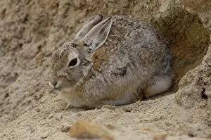 Sylvilagus: Eastern Cottontail (Sylvilagus floridanus)