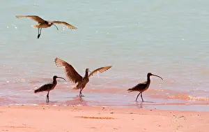 Madagascariensis: Eastern Curlews