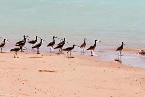Madagascariensis: Eastern Curlews