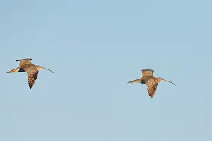 Madagascariensis: Eastern Curlews - In flight