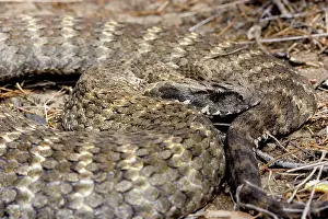 Deadly: Eastern death adder