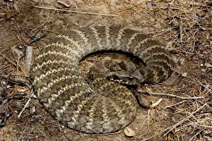 Deadly: Eastern death adder