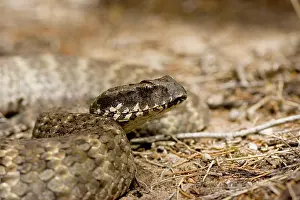 Deadly: Eastern death adder