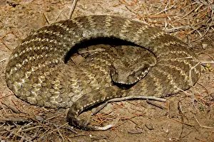 Deadly: Eastern death adder