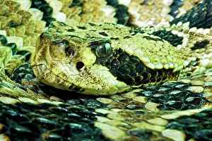 Deadly: Eastern Diamondback Rattlesnake