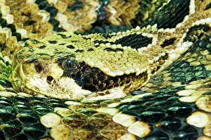 Deadly: Eastern Diamondback Rattlesnake