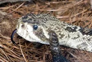 Rattle: Eastern Diamondback Rattlesnake