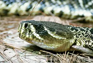 Adamanteus: Eastern Diamondback Rattlesnake