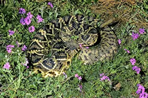 Adamanteus: Eastern Diamondback Rattlesnake