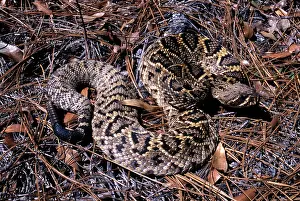 Adamanteus: Eastern Diamondback Rattlesnake