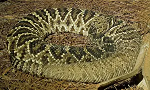 Adamanteus: Eastern Diamondback Rattlesnake