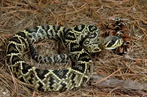 Diamondback: Eastern Diamondback Rattlesnake