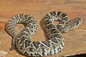 Diamondback: Eastern Diamondback Rattlesnake