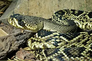 Diamondback: Eastern Diamondback Rattlesnake