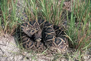 Rattle: Eastern Diamondback Rattlesnake