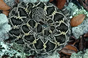 Rattler: Eastern Diamondback Rattlesnake