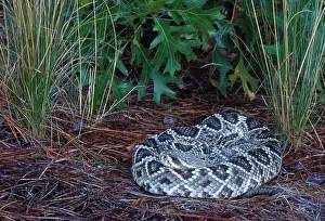 Rattler: Eastern Diamondback Rattlesnake