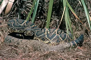 Rattle: Eastern Diamondback Rattlesnake