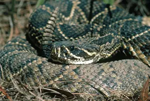 Rattle: Eastern Diamondback Rattlesnake