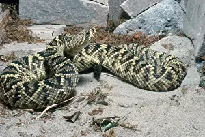 Rattler: Eastern Diamondback Rattlesnake