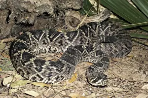 Reptilian: Eastern Diamondback Rattlesnake