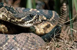 Vipers: Eastern Diamondback Rattlesnake