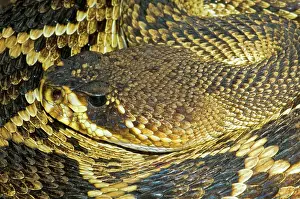Diamond: Eastern Diamondback Rattlesnake