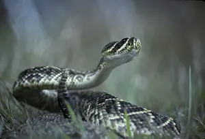 Rattle: Eastern Diamondback Rattlesnake