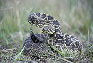Crotalus: Eastern Diamondback Rattlesnake
