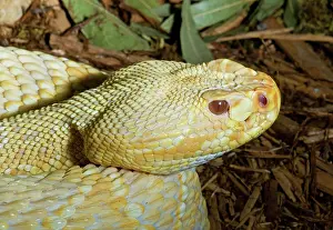 Mutation: Eastern Diamondback Rattlesnake (Albino)